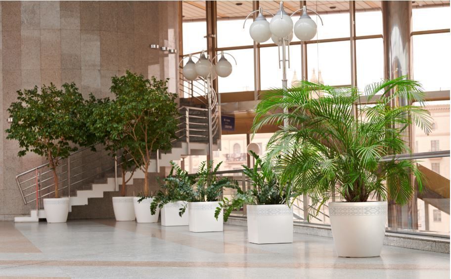 Проектирование озеленения помещений и зимних садов