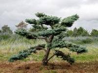 Ель колючая "Glauca Globosa", бонсай, 6xv mDb, 150-200(d), 150-175(h)