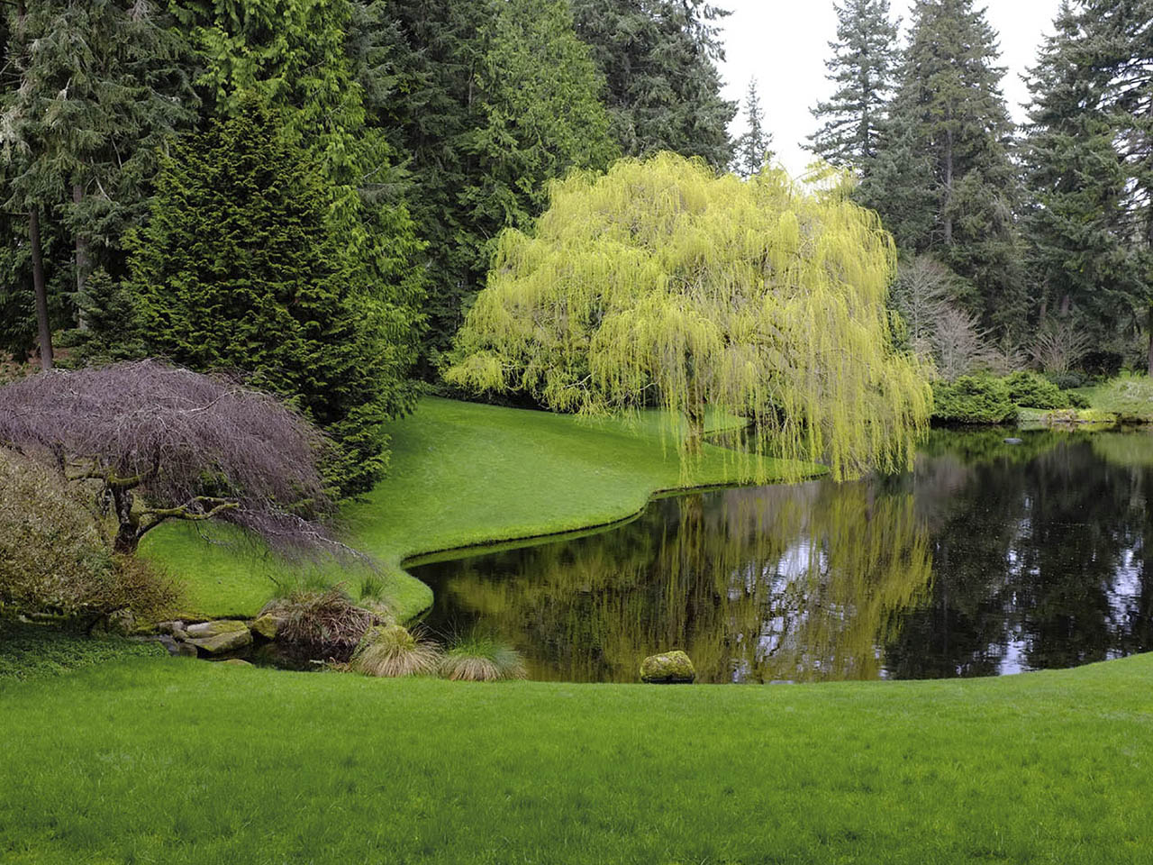 Как использовать иву на участке