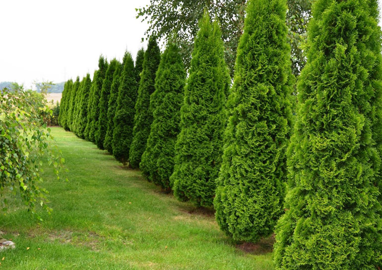 Виды и сорта туй