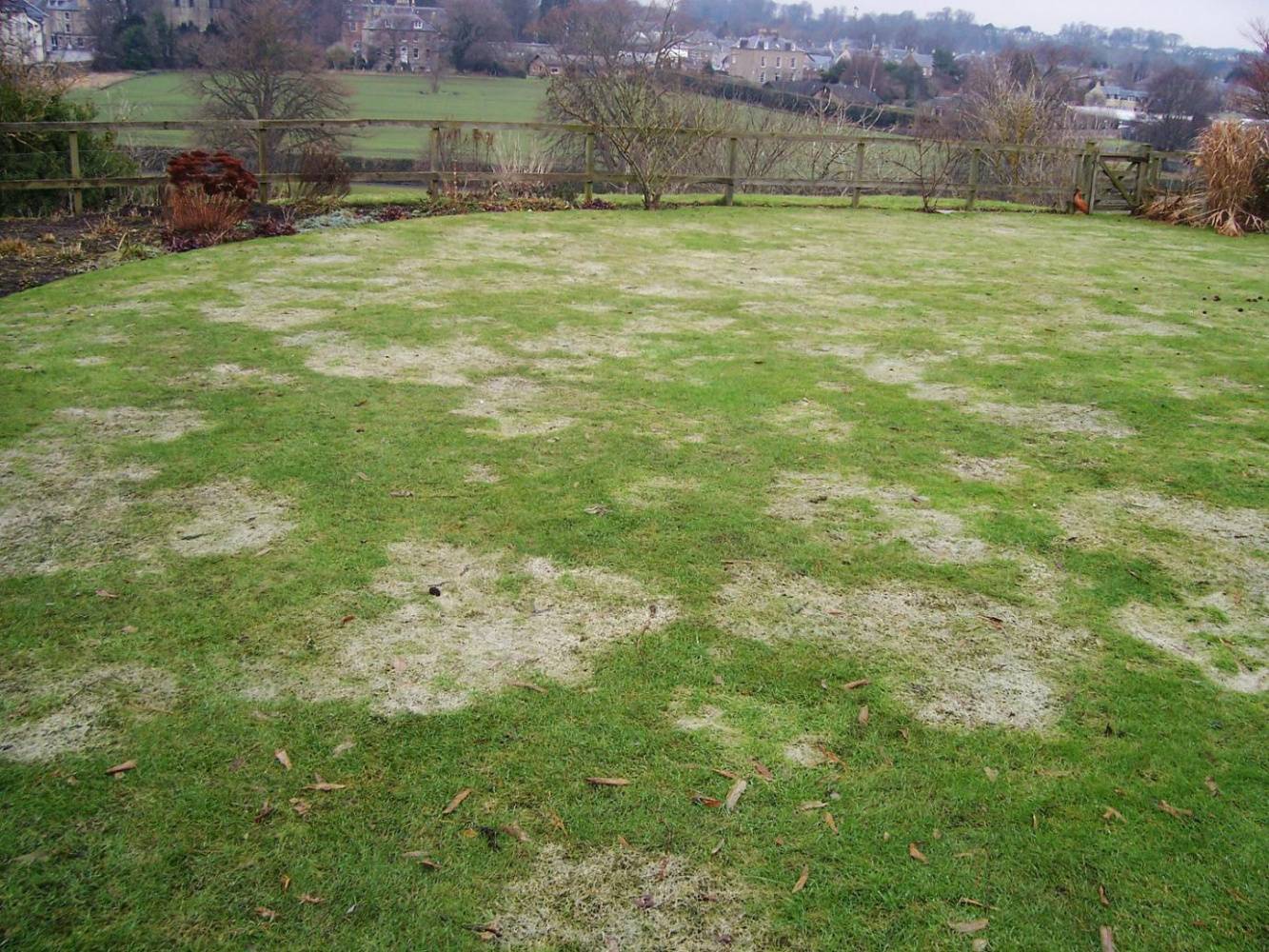 snow_mould1.jpg snow_mould1.jpg