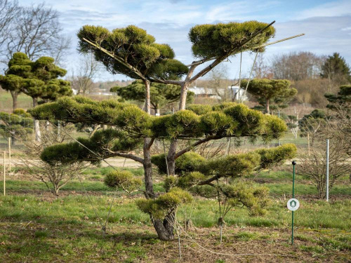 Сосна обыкновенная, бонсай, 8xv mDb, 300-350(d), 275-300(h)