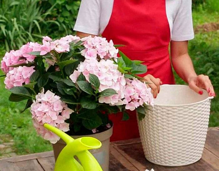 Гортензия в ландшафтном дизайне