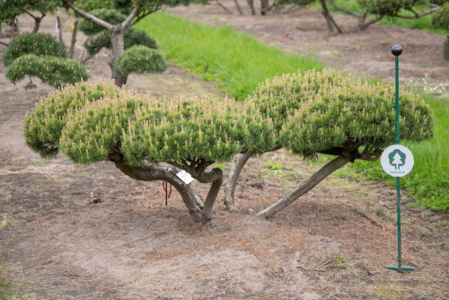 Сосна горная "Mughus", бонсай, 6xv mDb, 125-150(d), 60-80(h)