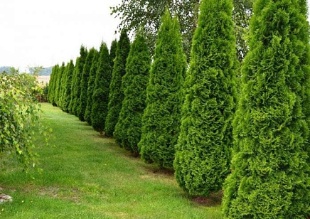 Туи в ландшафтном дизайне