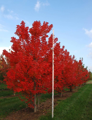 Клен красный 'Red Sunset', солитер, 6xv mDb, 200-300 (d), 500-700(h), 25-30 (обхват ствола)