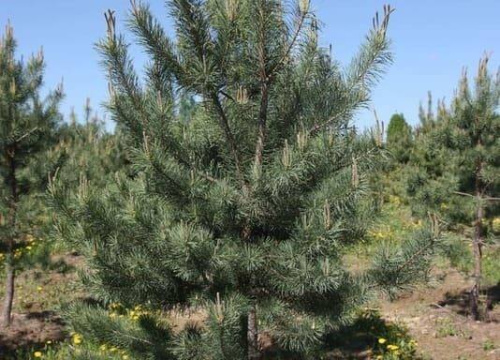 Сосна обыкновенная , ком, 300-400(h) (категория стандарт)