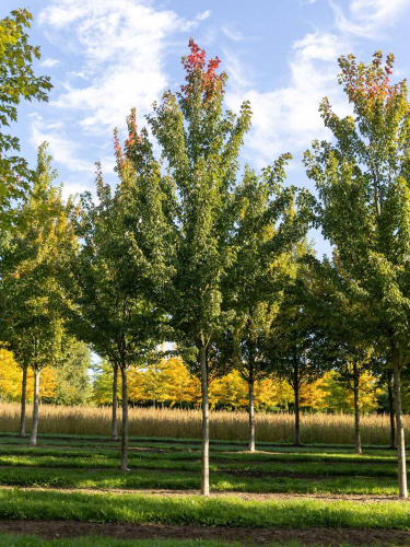 Клен красный 'New World', солитер, 7xv mDb, 200-300 (d), 500-700(h), 40-45 (обхват ствола)